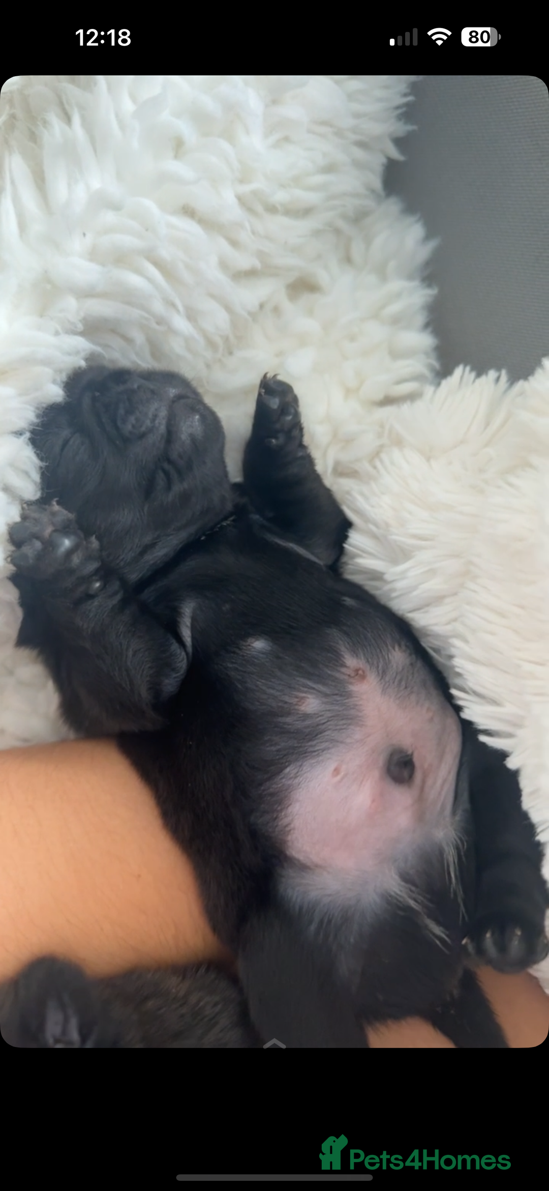Pug dogs for sale: 2 adorable little boys  - Image 5