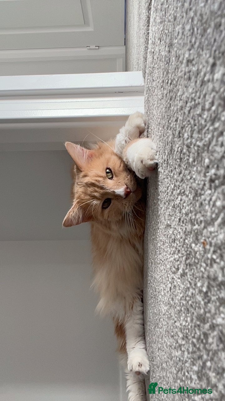 Maine Coon cats for sale: last kitten  - Advert 5