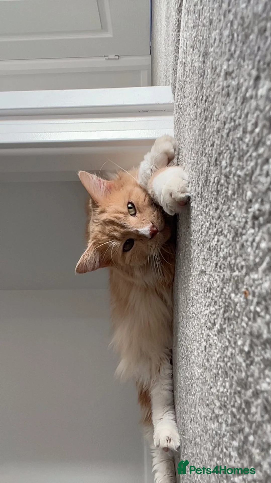 Maine Coon cats for sale: last kitten  - Advert 1