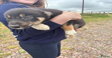 Border Collie dogs - Advert 16