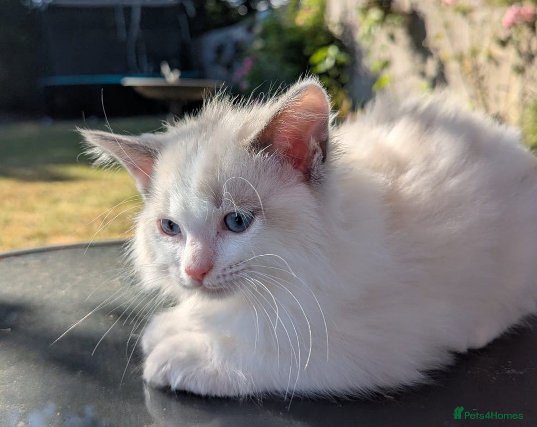 Ragdoll cats for sale: GCCF REGISTERED RAGDOLL KITTENS - Image 12