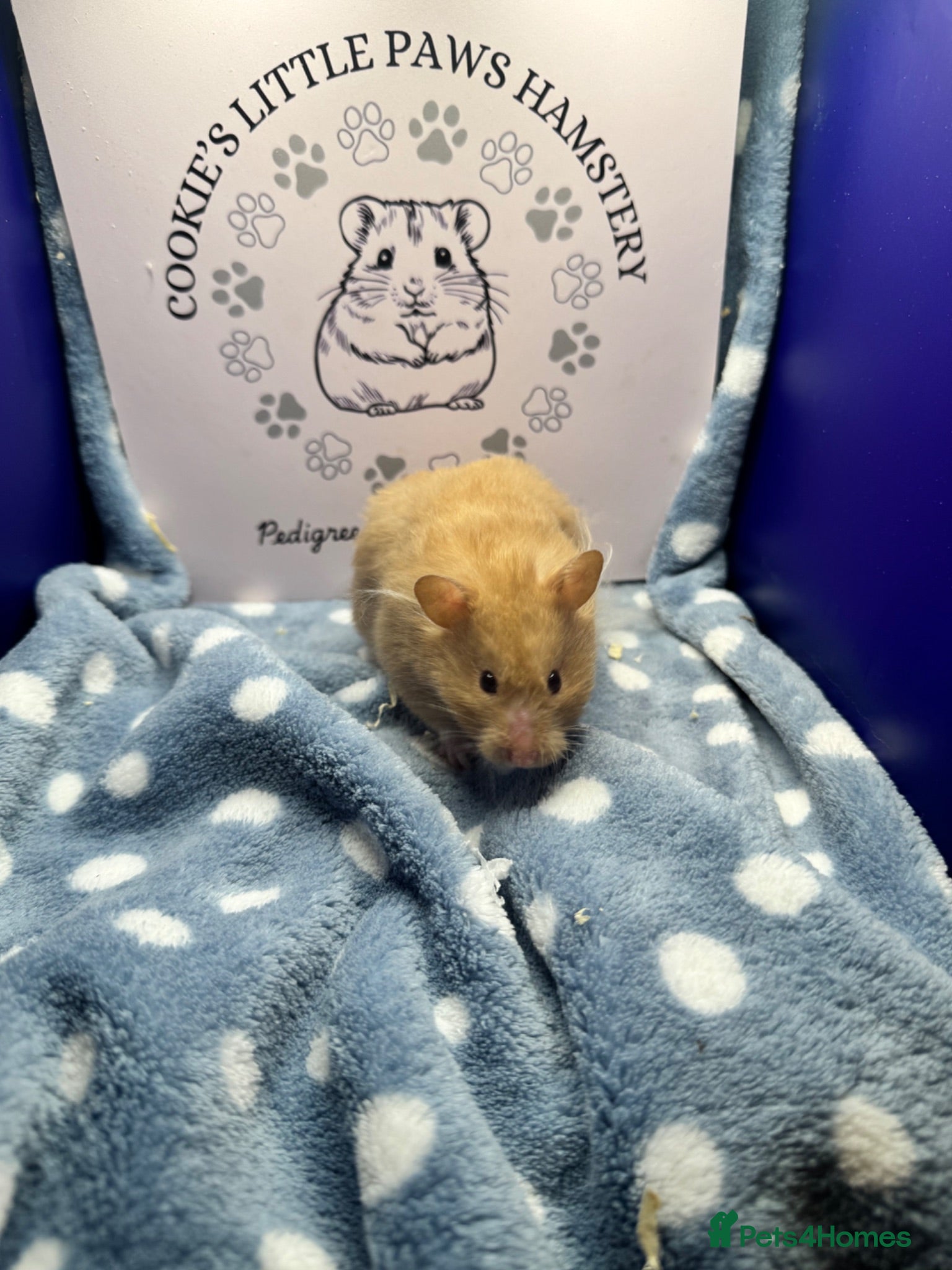 Hamster rodents Pedigree Syrian hamsters  - Advert 2