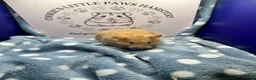 Hamster rodents for sale: Pedigree Syrian hamsters  - Advert 2