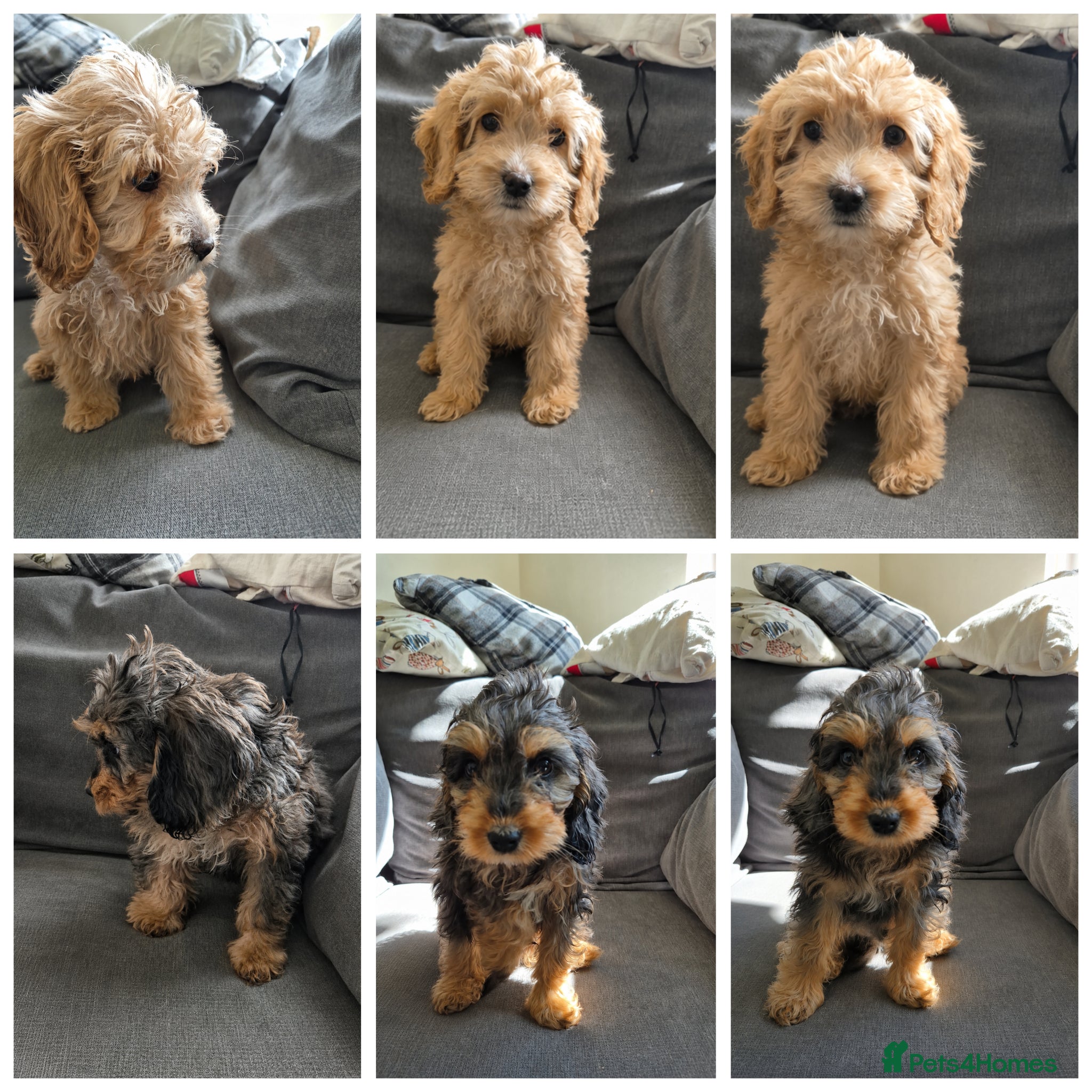 Cockapoo dogs F1 cockapoo last two boys ready now - Advert 17