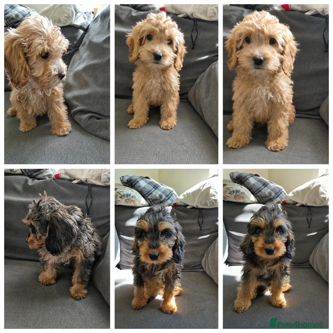 Cockapoo dogs for sale: F1 cockapoo last two boys ready now - Advert 1