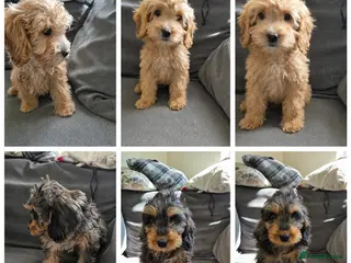 Cockapoo dogs F1 cockapoo last two boys ready now - Advert 17