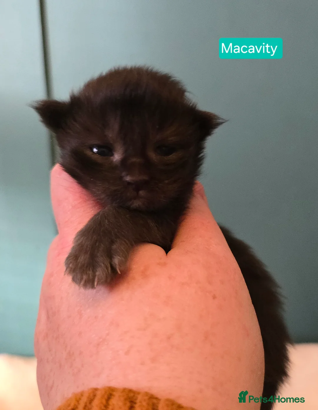 Maine Coon cats for stud: Maine Coon Large Red Tabby over 10kg in Hull - Advert 30