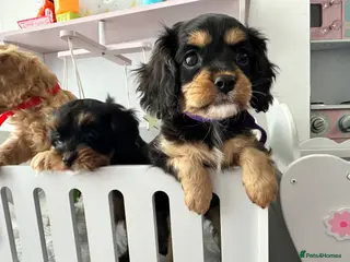 Cavapoo dogs Adorable F1B Cavapoo female puppy black / tan - Advert 9