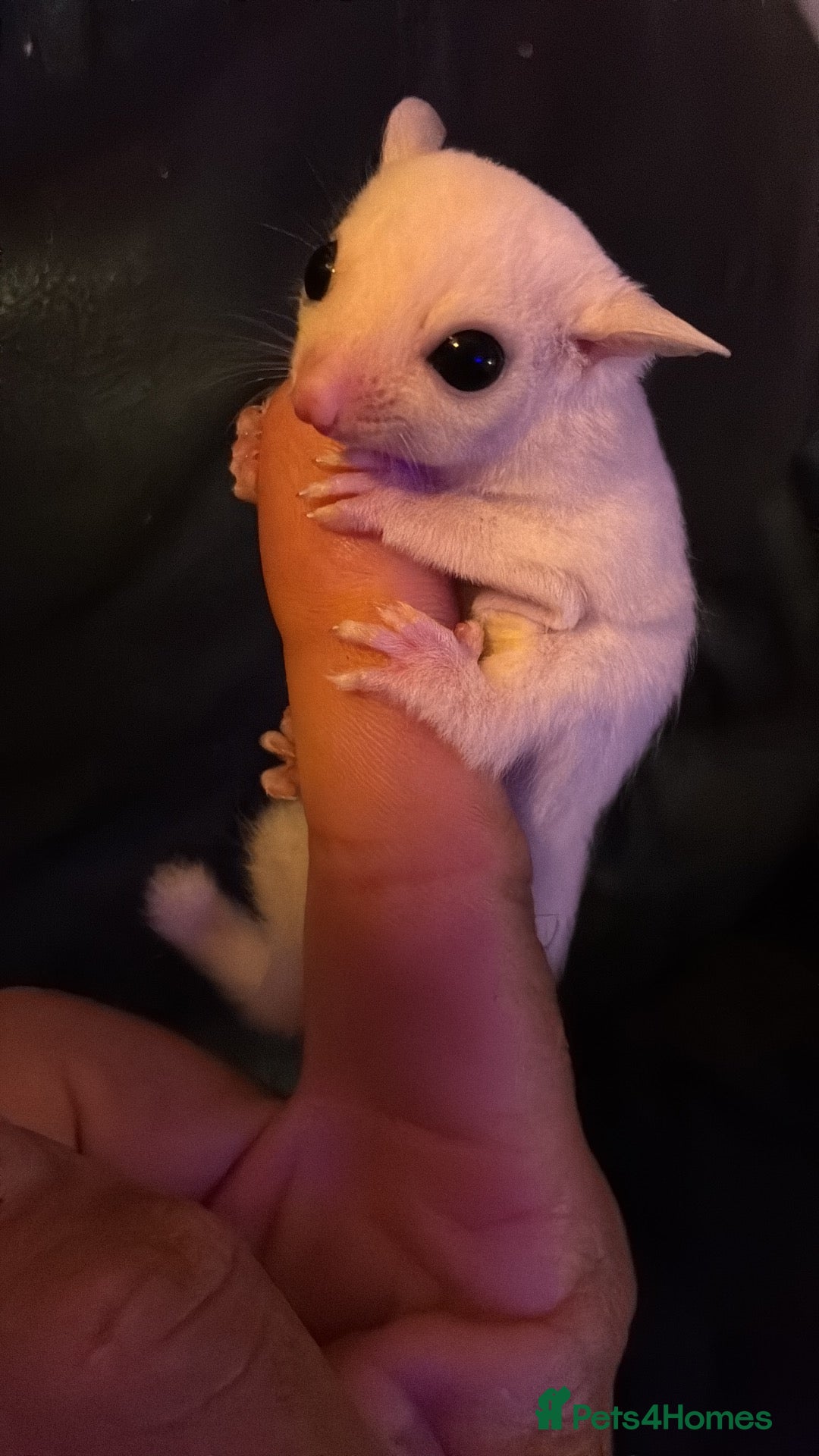 Sugar Glider rodents Rare trio born sugar babies - Advert 1