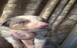 Border Collie dogs for sale: Merle border collies - Advert 2