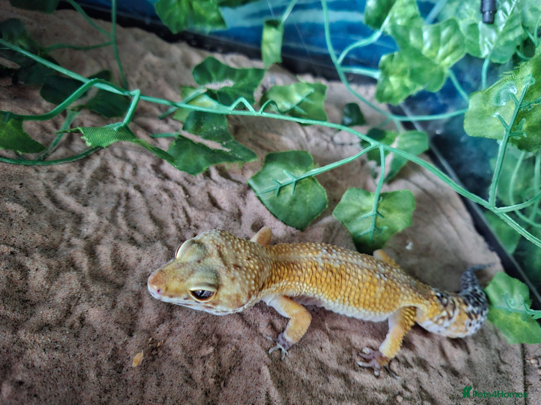 Leopard Gecko reptiles ADULT Leopard Gecko with set up - Advert 1