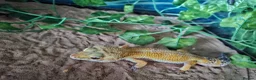 Leopard Gecko reptiles for sale: ADULT Leopard Gecko with set up in Newton Abbot - Advert 1