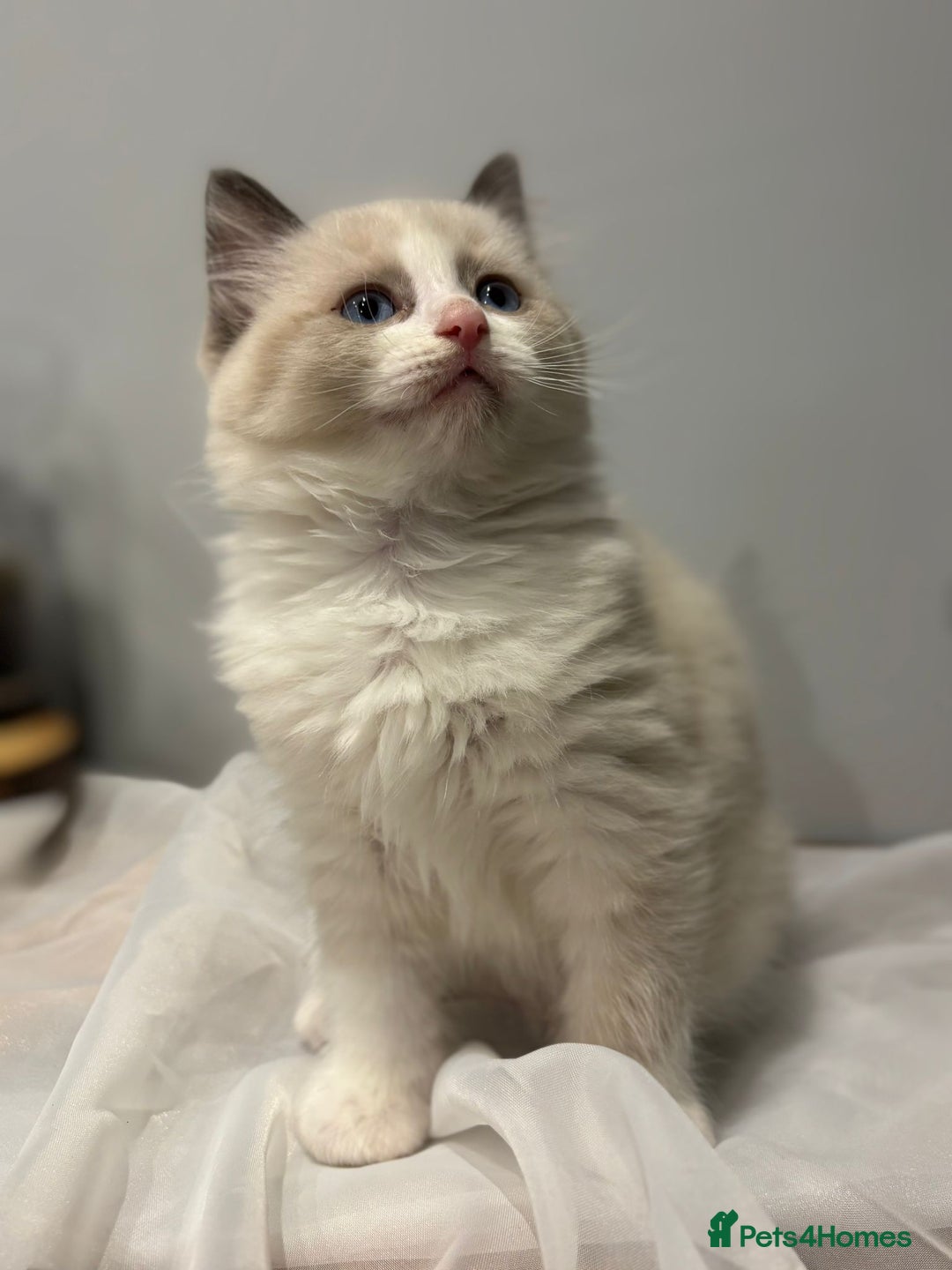 Ragdoll cats for sale: Purebred ragdoll kittens.1 girl & 3 boys-ready now - Advert 13