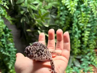 Gecko reptiles Four leopard geckos & large vivarium set up - Advert 2