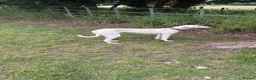 Saluki dogs for sale: Saluki in Slough - Advert 2