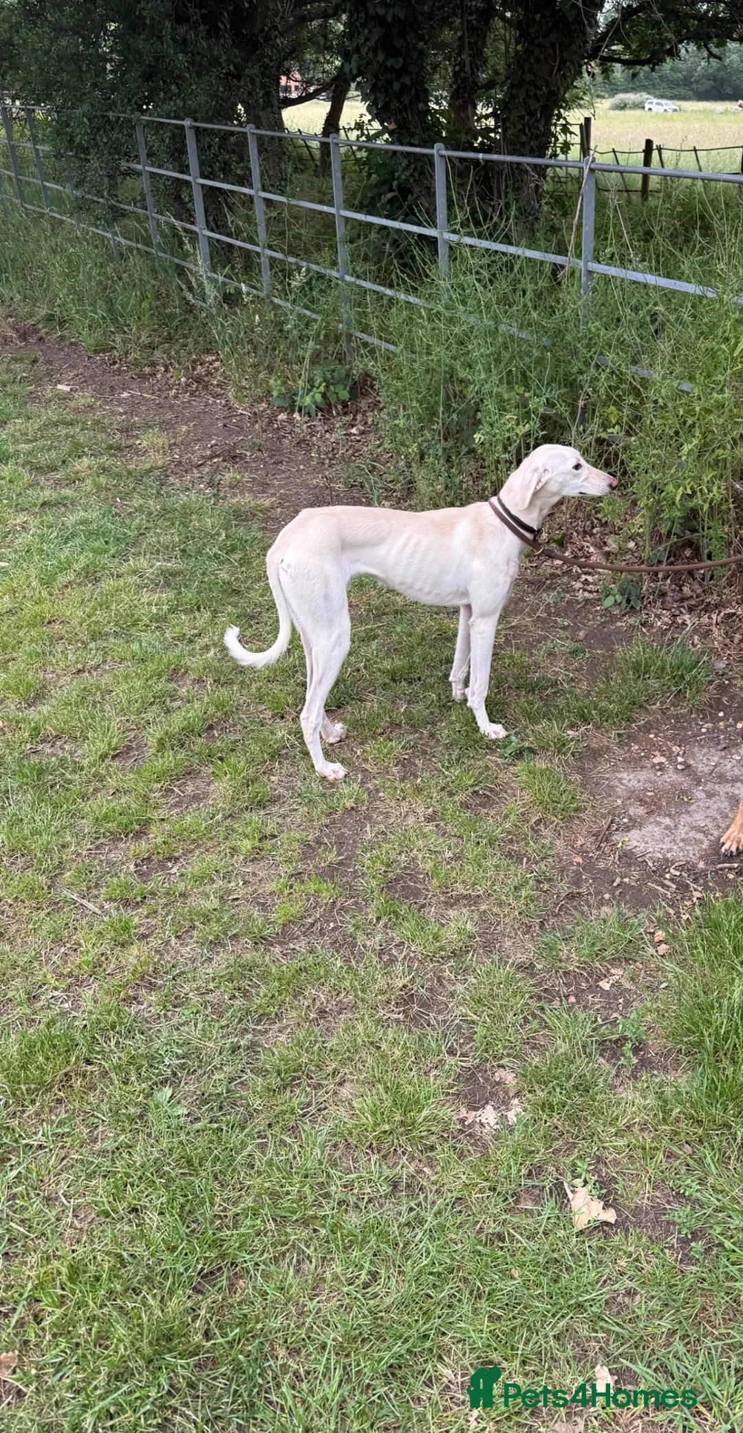 Saluki dogs for sale: Saluki in Slough - Advert 2