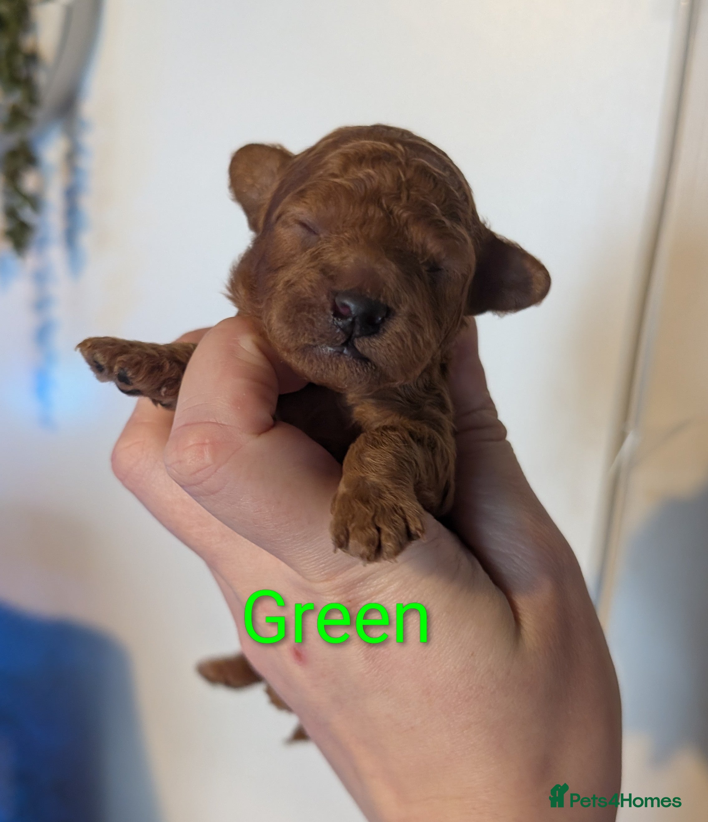 Toy Poodle dogs Gorgeous red Asian toy poodle boys - Advert 16