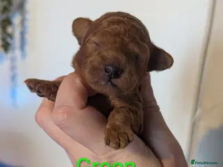 Toy Poodle dogs Gorgeous red Asian toy poodle boys - Advert 16