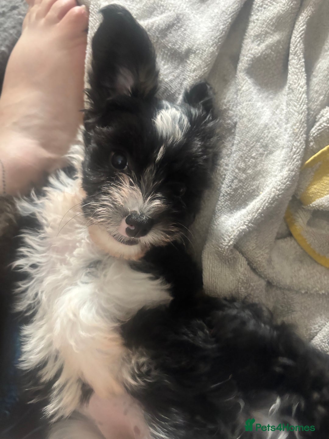 Chinese Crested dogs for sale: Chinese Crested pups- Powder Puff and Hairless - Image 5