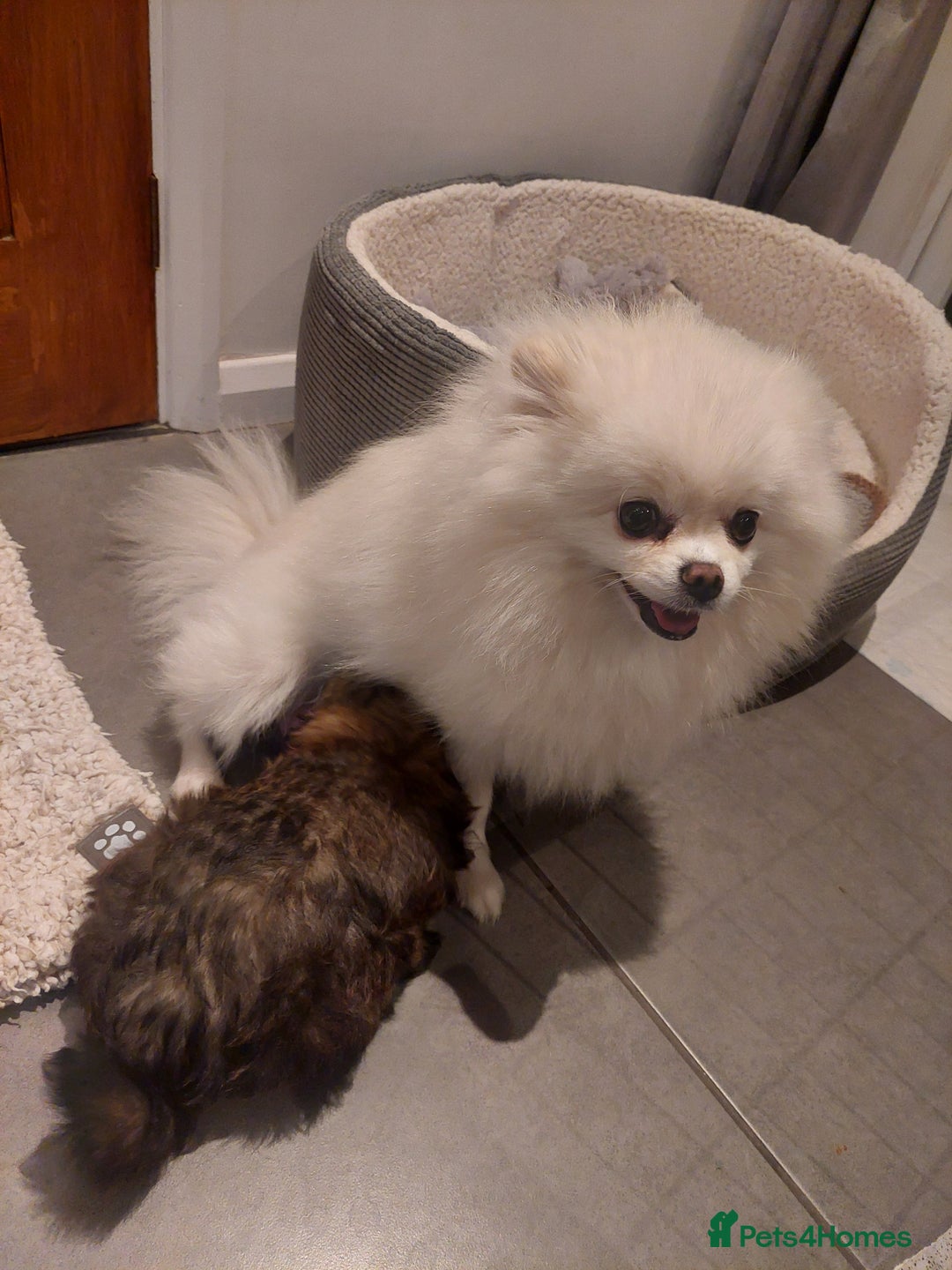 Pomapoo dogs for sale: Pomapoo male - Advert 2