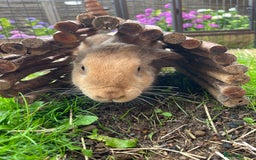English Lop rabbits for sale: Flopsy English Lop, hutch and toys! - Image 5