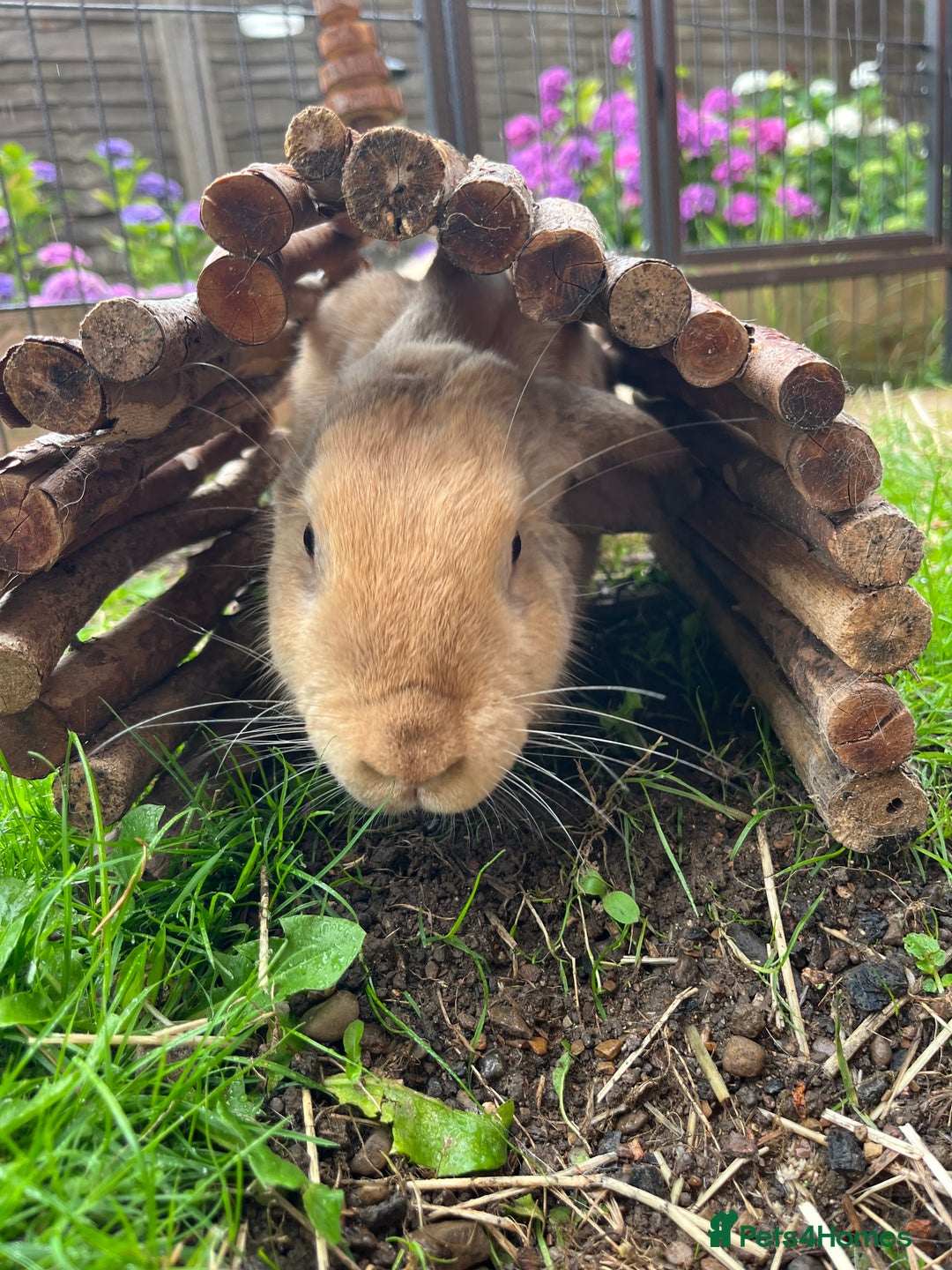 English Lop rabbits for sale: Flopsy English Lop, hutch and toys! - Image 5