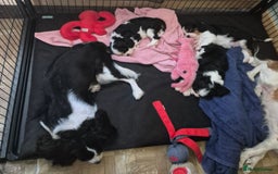 Cavalier King Charles Spaniel dogs for sale: 2 Handsome boys not kc reg - Image 2