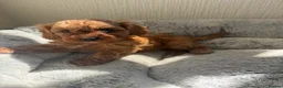 Cavapoo dogs for sale: 🐾 Exquisite F1 Cavapoo Puppies Available 🐾  - Advert 10
