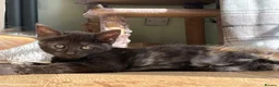 Mixed Breed cats for sale: Maine Coon mix - Advert 13