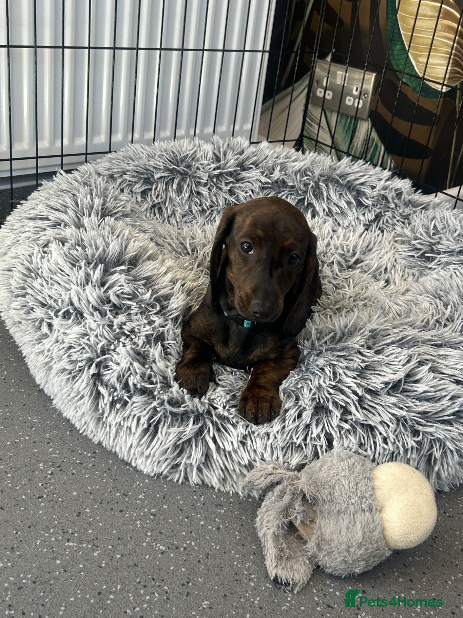 Dachshund dogs READY TO LEAVE NOW! 1 gorgeous girl available  - Advert 17