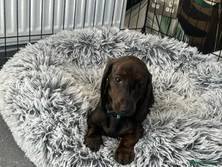 Dachshund dogs READY TO LEAVE NOW! 1 gorgeous girl available - Advert 17