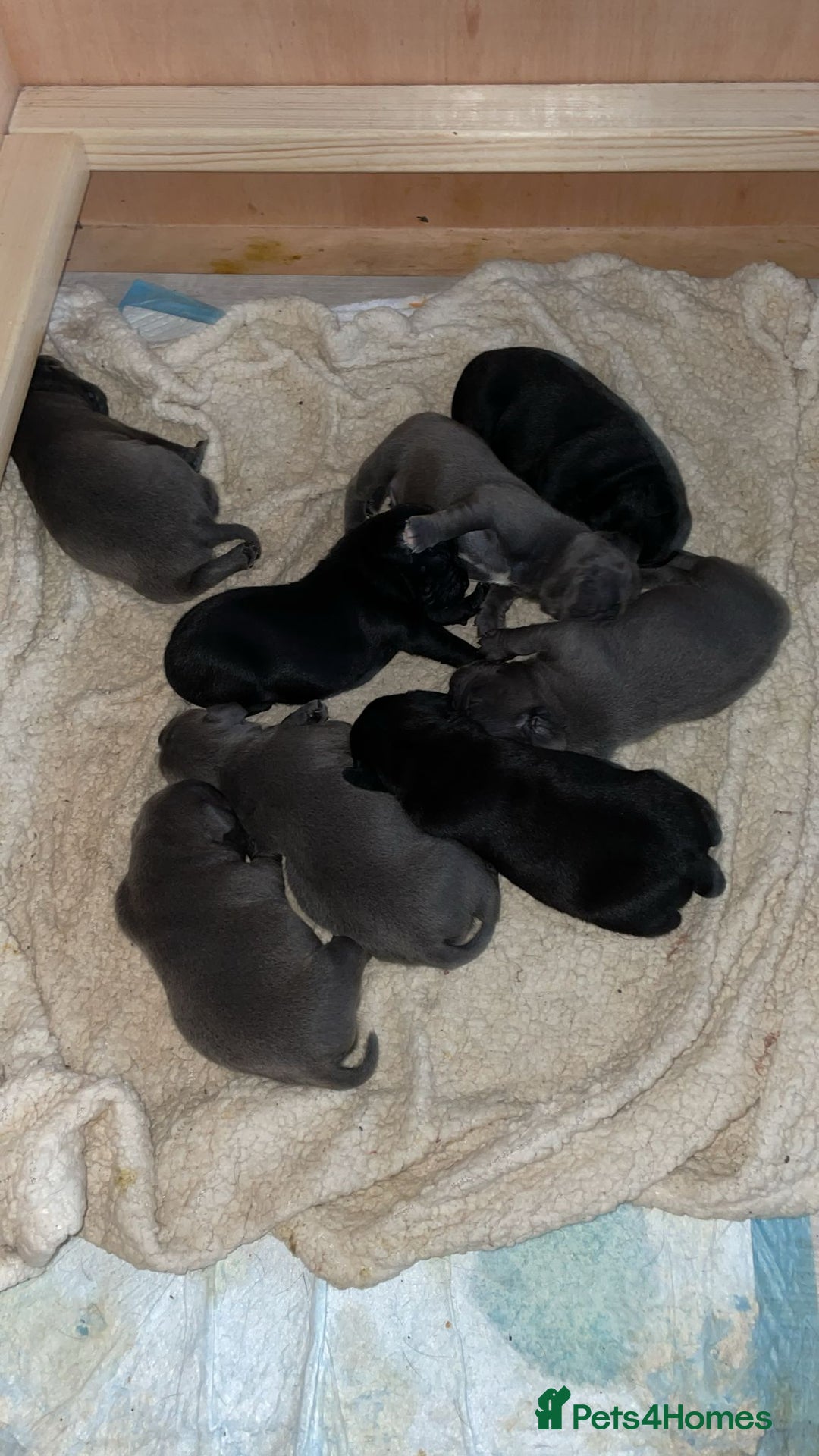 Staffordshire Bull Terrier dogs for sale: Chunky Staffy puppies excellent bloodline - Image 2