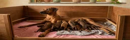 Rhodesian Ridgeback dogs for sale: Masterpiece Litter: South African & European Lines - Advert 1