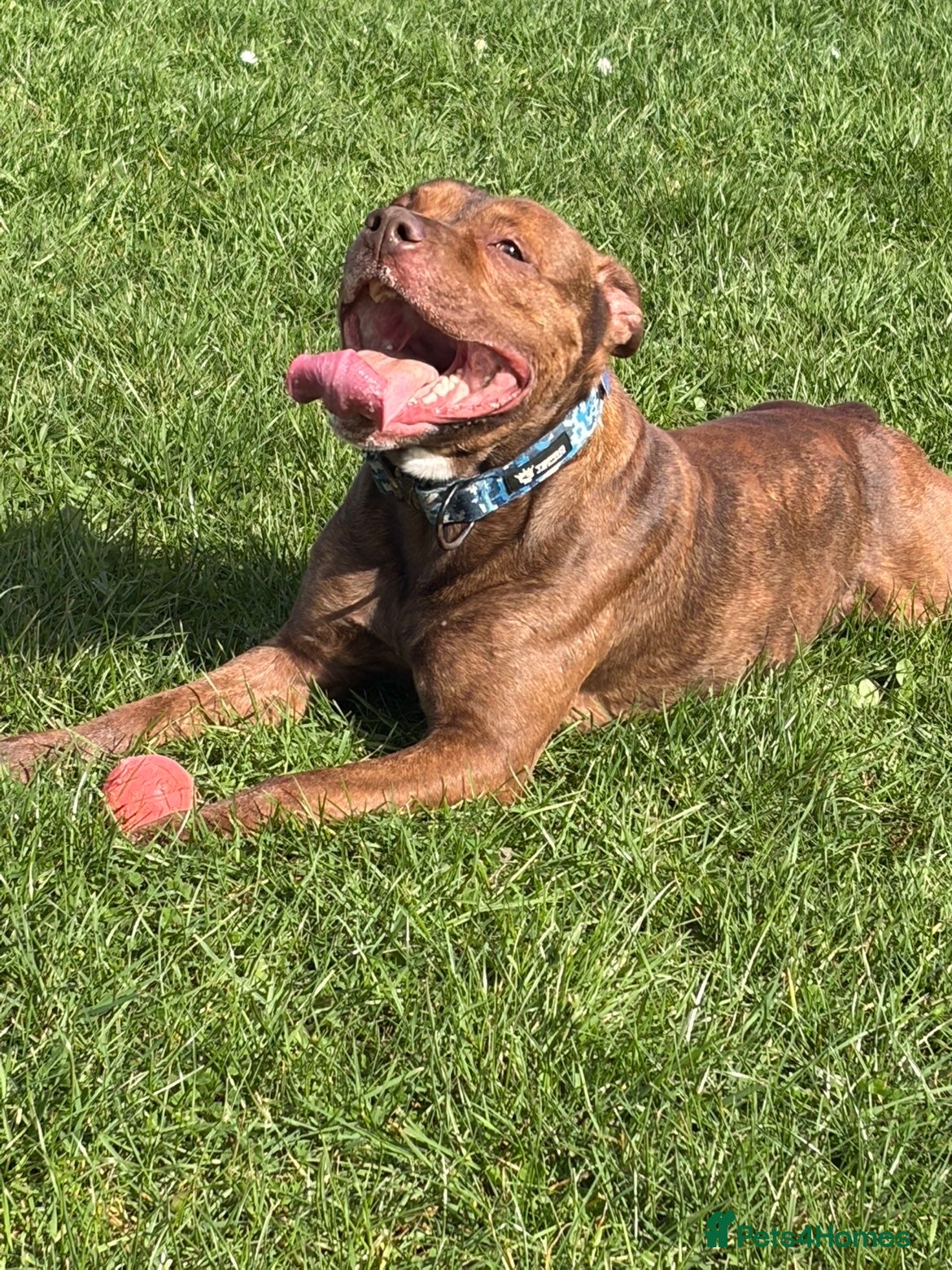 Mixed Breed dogs 3 year old Staffy X Rottweiler  - Advert 5