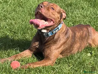 Mixed Breed dogs 3 year old Staffy X Rottweiler - Advert 5