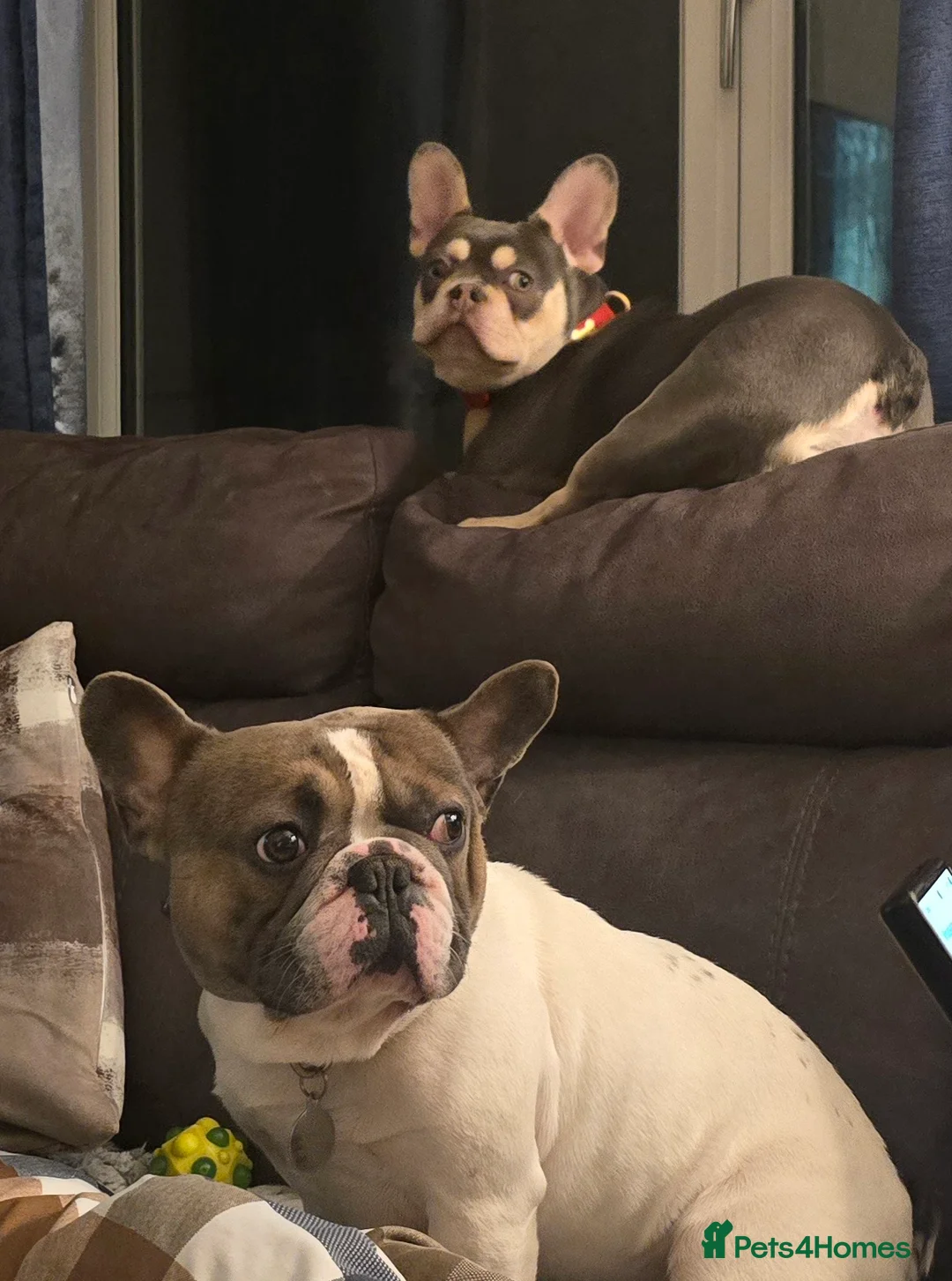 French Bulldog dogs for sale: Ozzy  - Advert 11