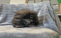 Pomeranian dogs for sale: Pomeranian Puppies BEAUTIFUL Ready Now  - Image 11