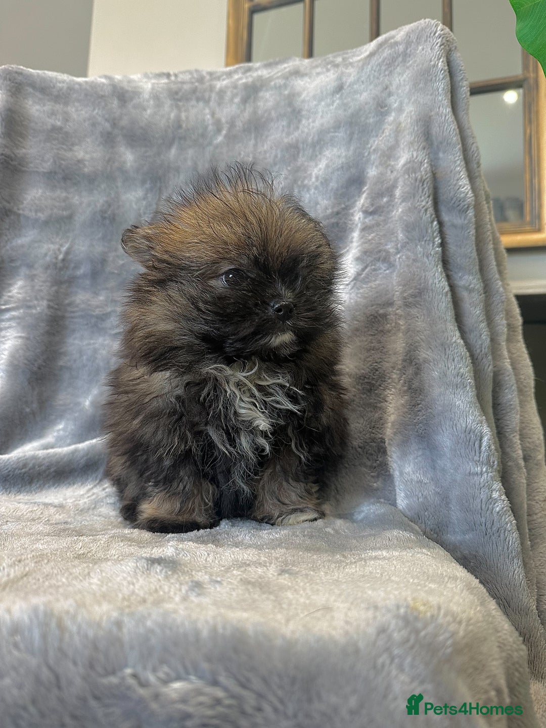Pomeranian dogs for sale: Pomeranian Puppies BEAUTIFUL Ready Now  - Image 11