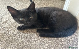 Mixed Breed cats for sale: Three lovely mixed breed kittens - Image 2