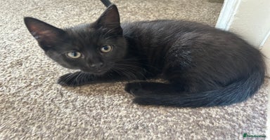 Mixed Breed cats - Advert 8