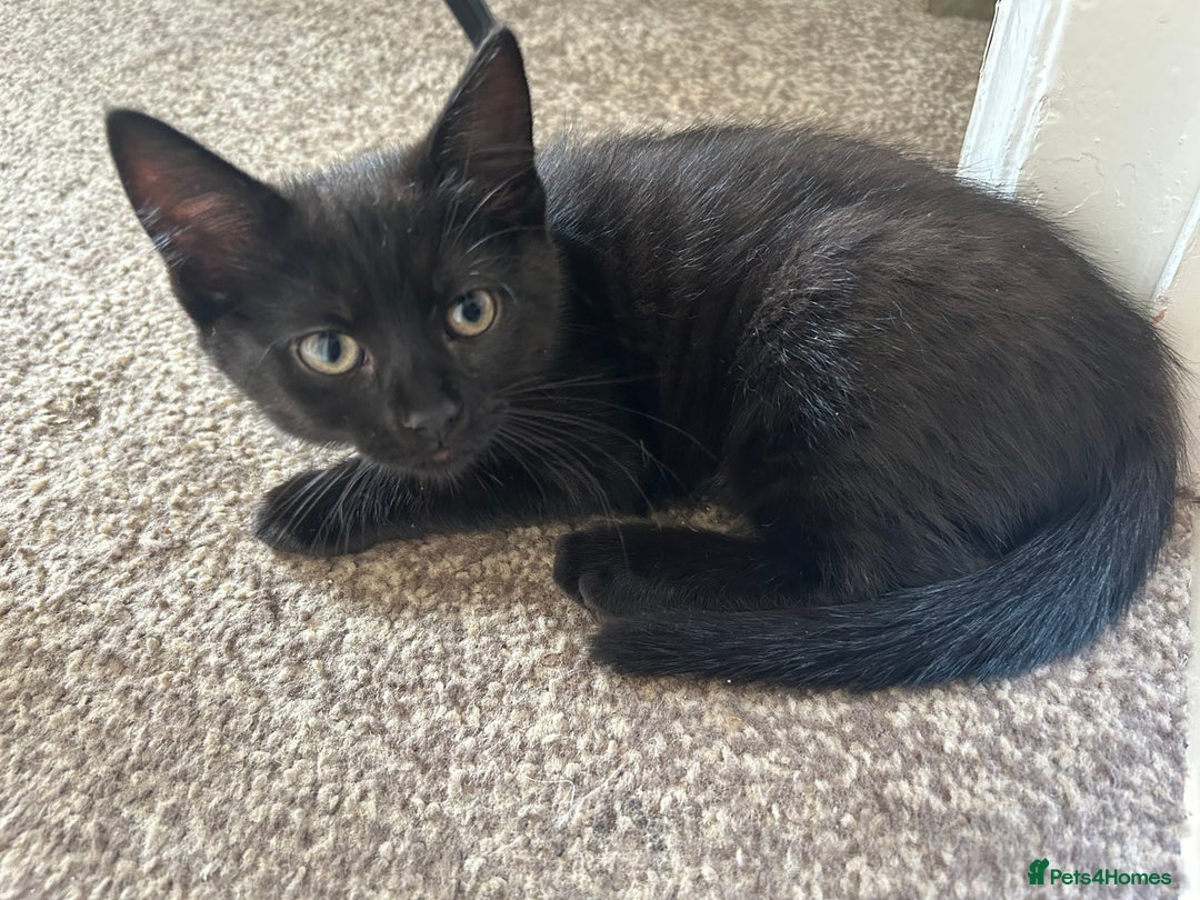 Mixed Breed cats for sale: Three lovely mixed breed kittens - Image 2