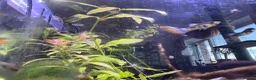 Platies fish for sale: Mixture of platy fish available  in Reading - Advert 2