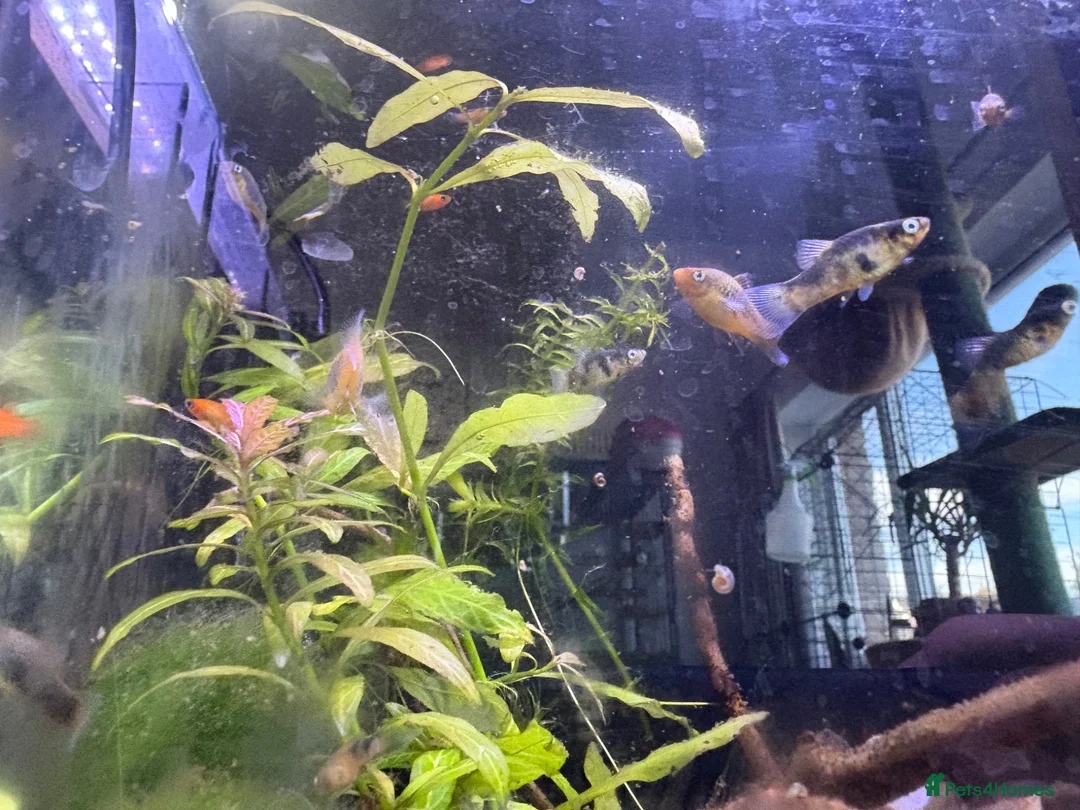 Platies fish for sale: Mixture of platy fish available  in Reading - Advert 2