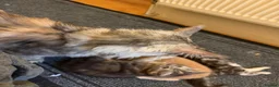 Maine Coon cats for sale: Main coon kittens  - Advert 4
