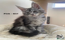 Maine Coon cats for sale: Xxl Maine coons  - Image 8