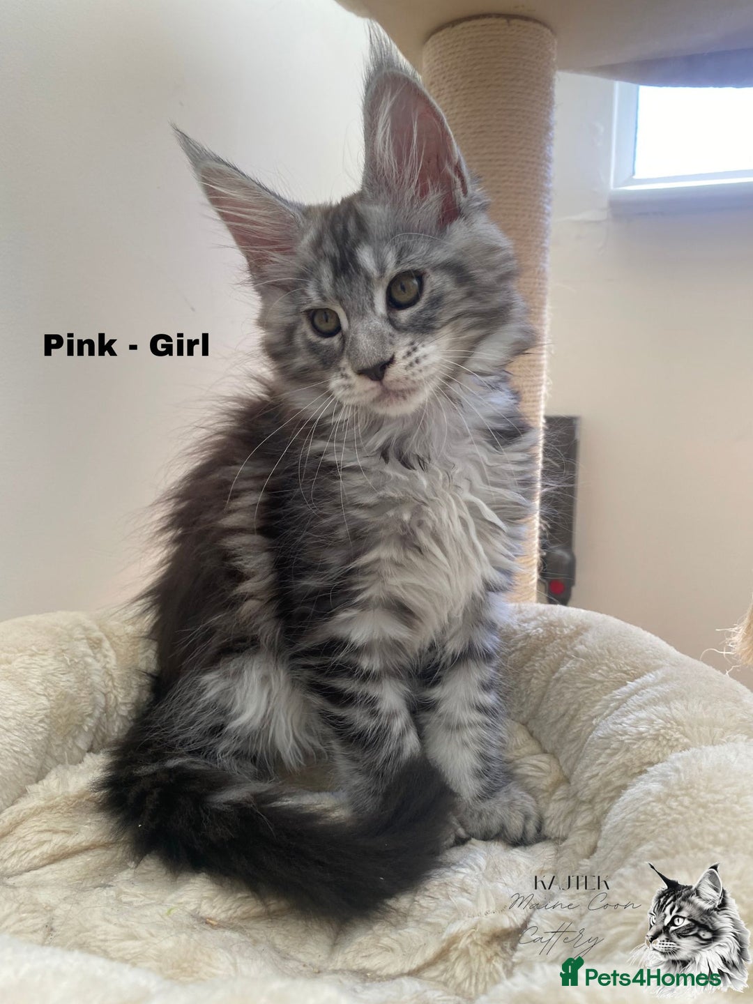 Maine Coon cats for sale: Xxl Maine coons  - Image 8