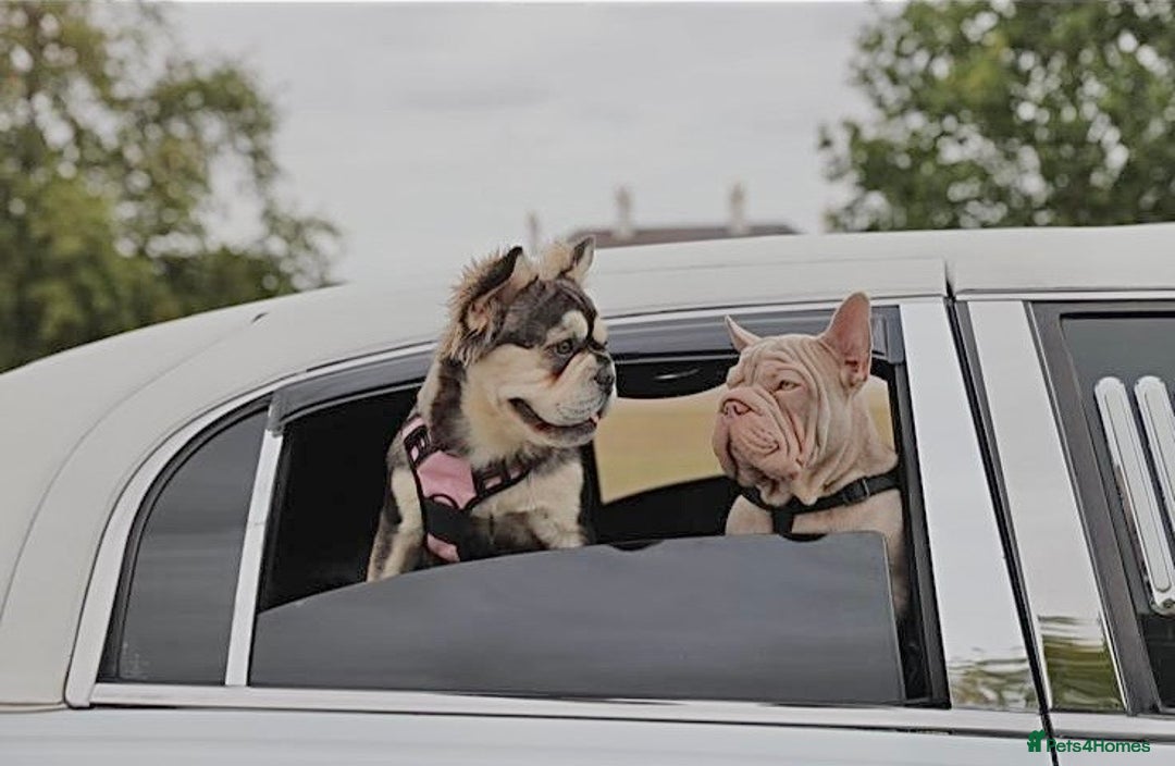 French Bulldog dogs for sale: High DNA French bulldog Male & Females  - Image 19