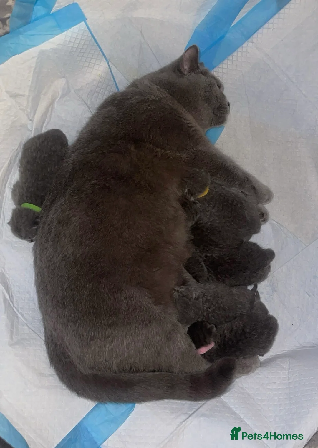 British Shorthair cats for sale: Purebred Certified Kittens Ready for Loving Homes - Advert 2