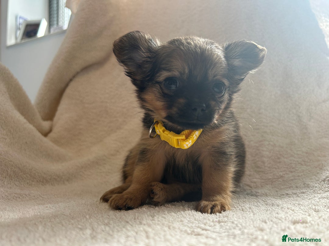 Pomchi dogs for sale: Beautiful fluffy pomchi puppies  - Image 10