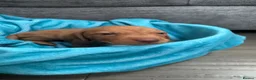 Hungarian Vizsla dogs for sale: 7 beautiful Hungarian vizsla puppies  - Advert 18